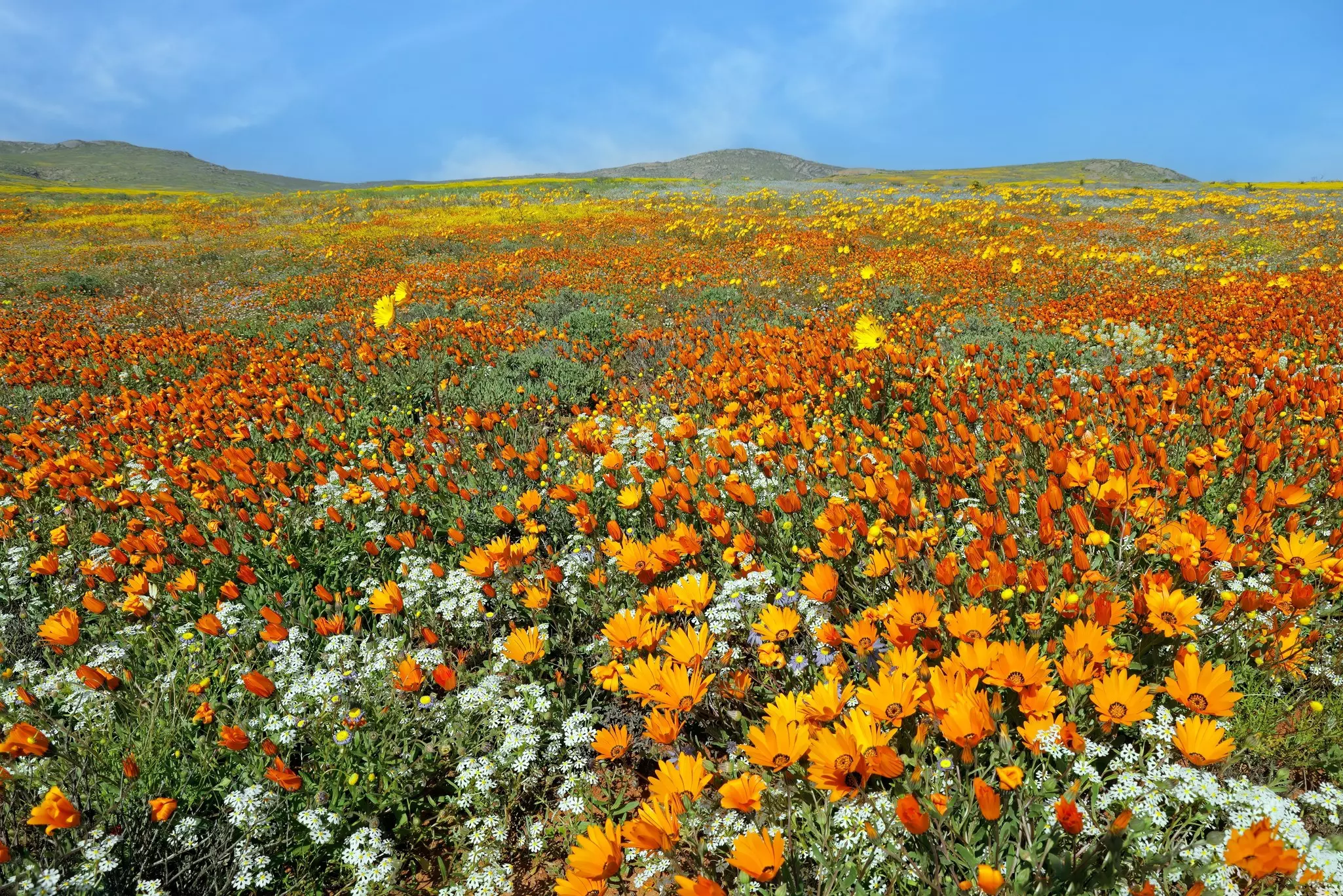 Blooming wildflowers, Namaqualand, Northern Cape, South Africa.