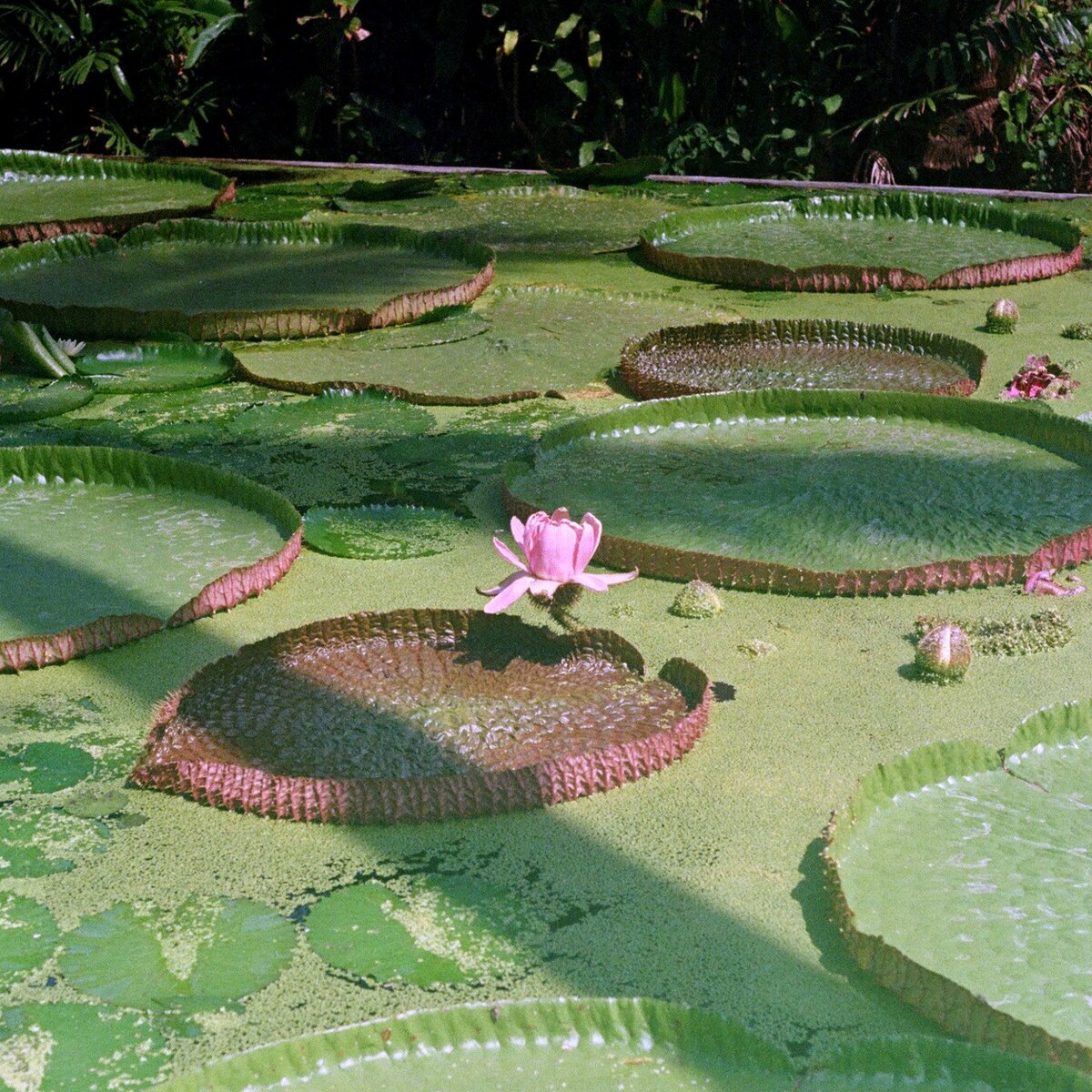 Anantara Bophut Koh Samui lotus pond