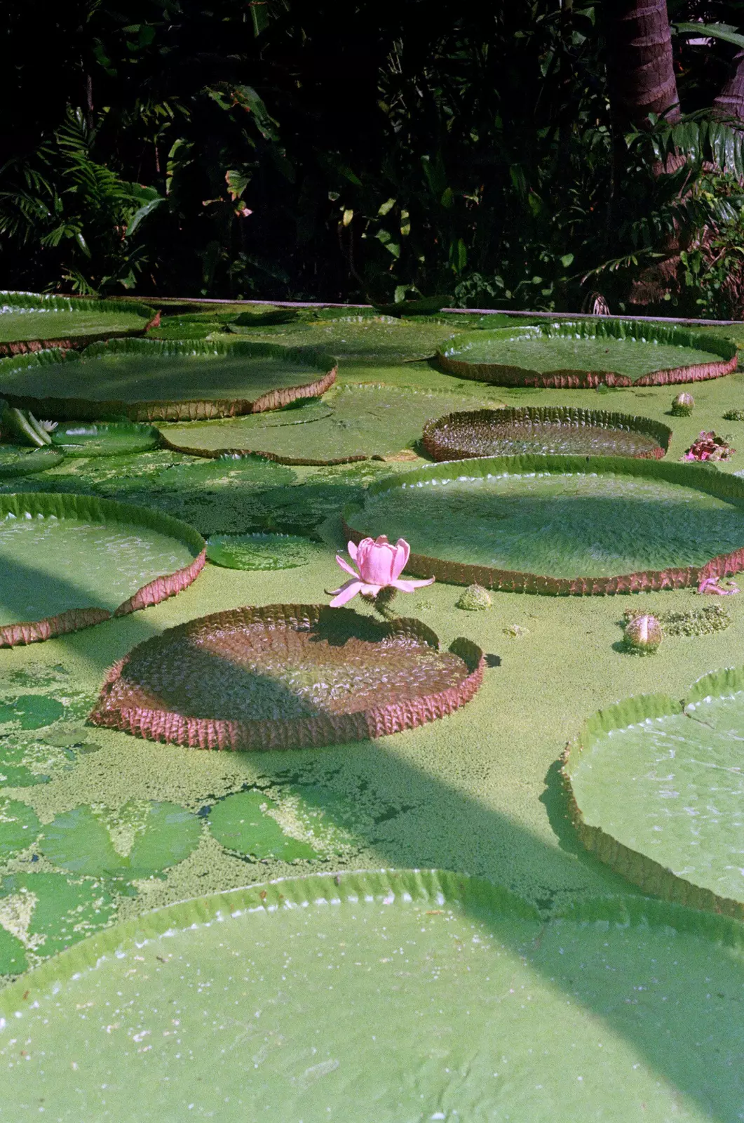 Lotus pond in Koh Samui, Thailand
Anantara Bophut – one of the filming locations for The White Lotus