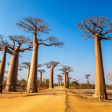 Tall smooth-trunked baobab trees with bare crowns on both sides of a sandy orange road under a clear blue sky