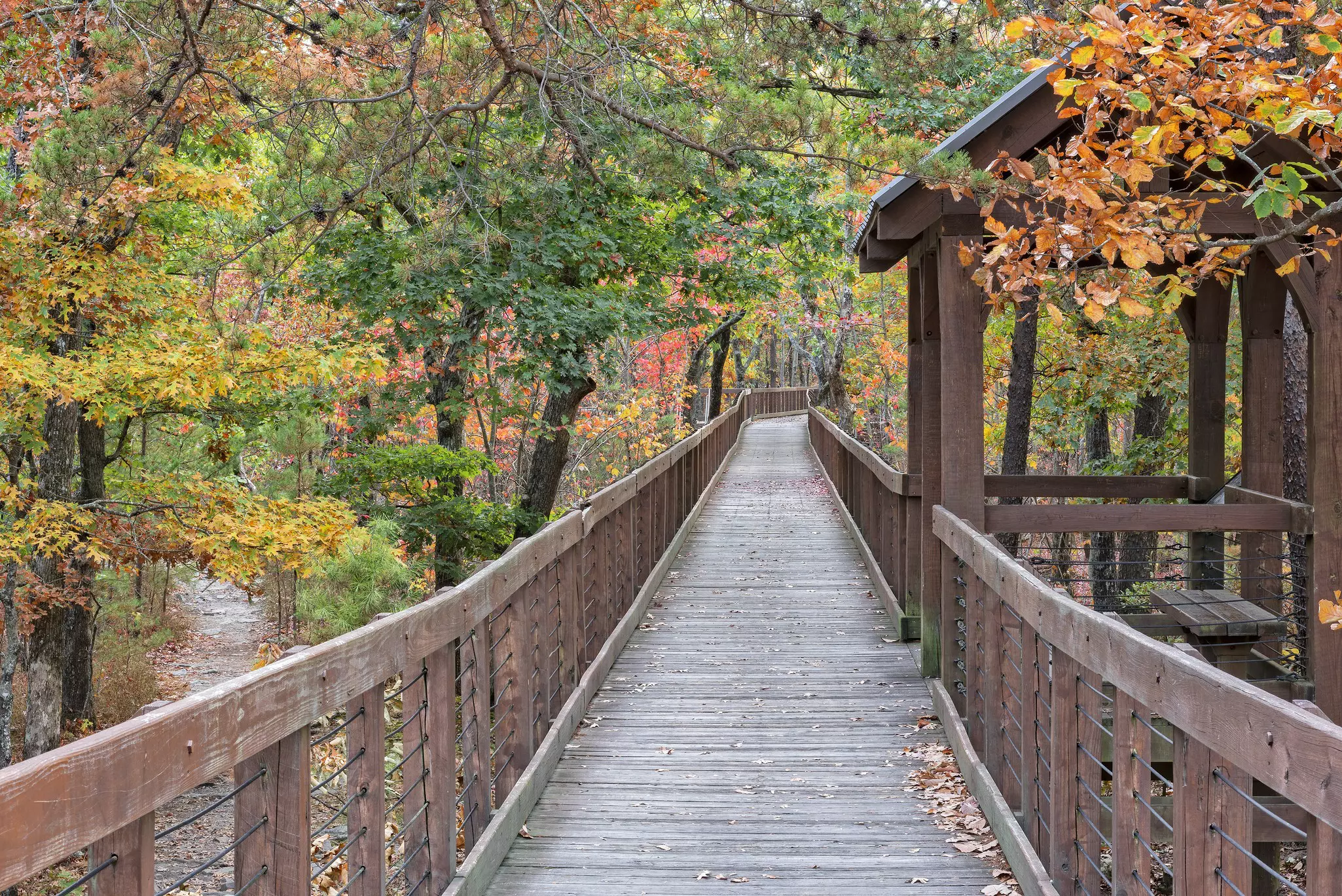 Wooden walkway surrounded by low fencing through a deciduous forest on an overcast autumn day.
