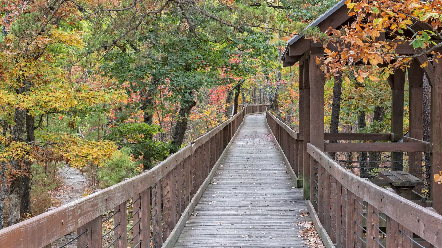 Wooden walkway surrounded by low fencing through a deciduous forest on an overcast autumn day.