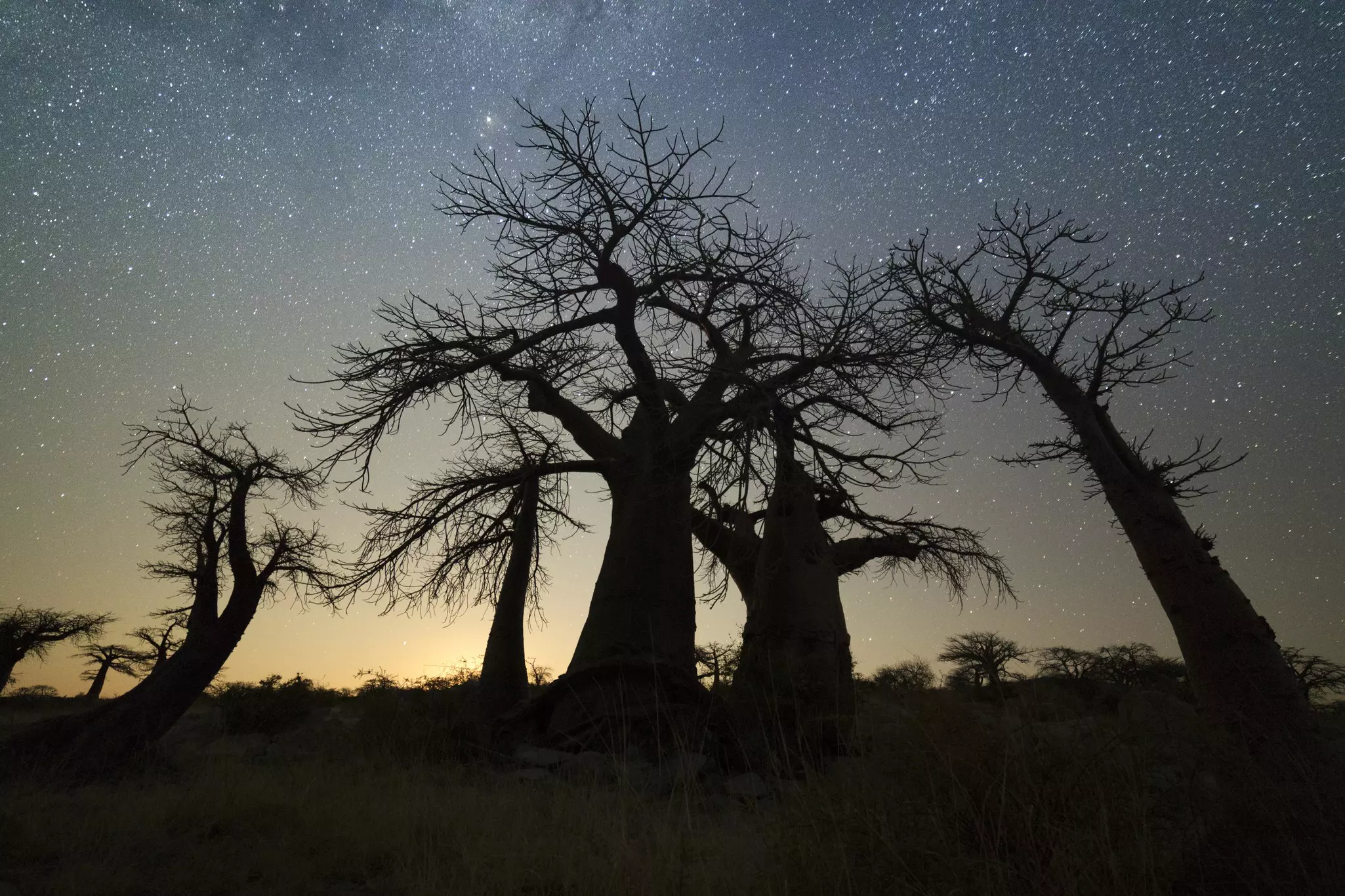 Cold nights during peak season in Botswana offer excellent stargazing opportunities © 2630ben / Getty Images