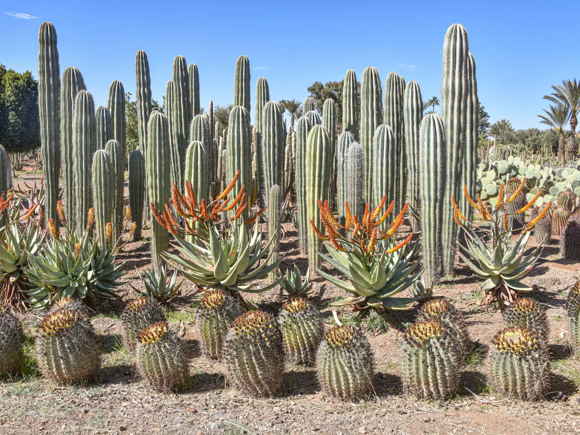 Cactus Thiemann. Mark Green/Shutterstock