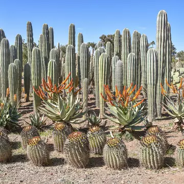 Cactus Thiemann. Mark Green/Shutterstock