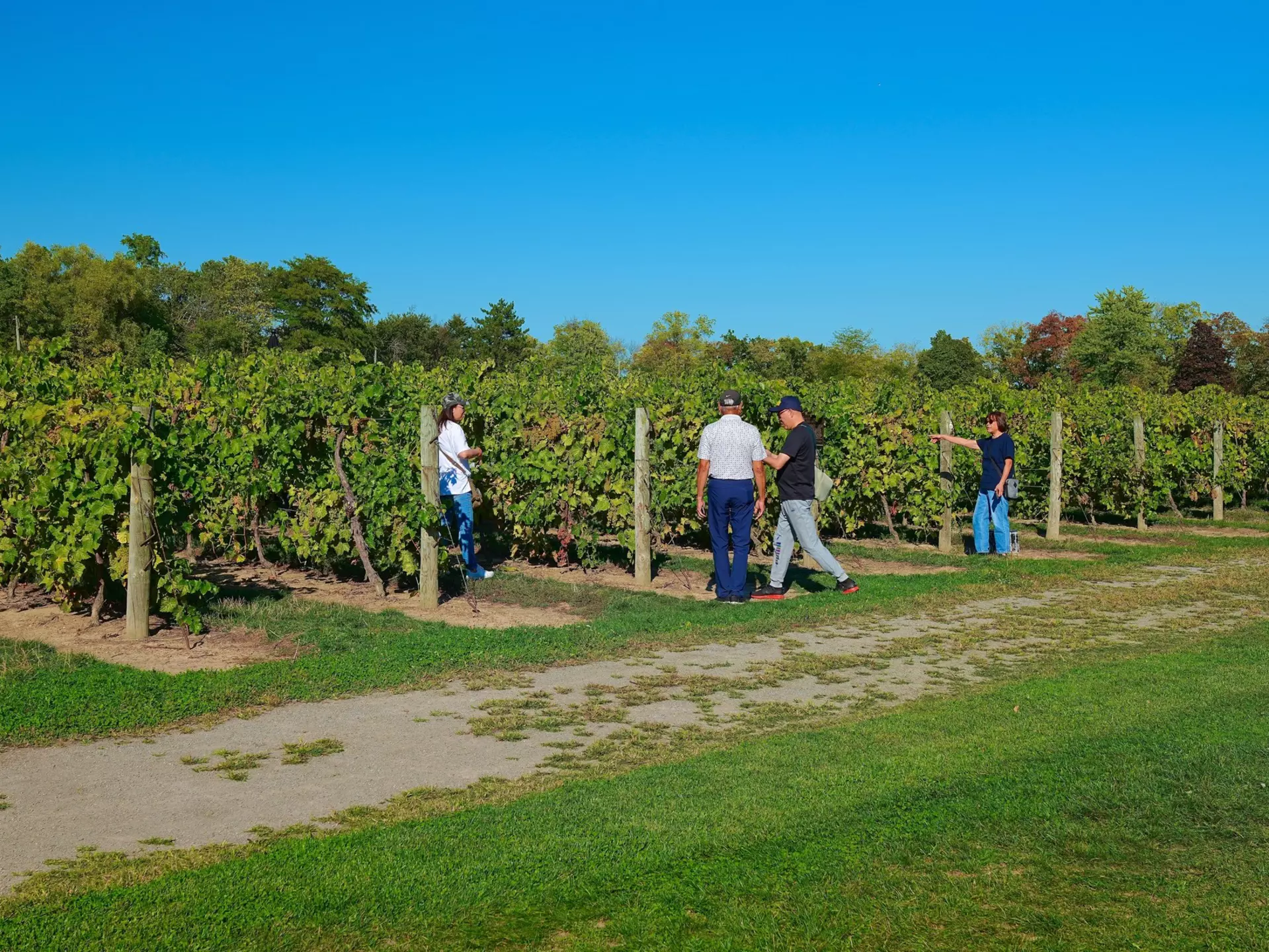 Inniskillin winery,Niagara on the lake,Ontario,Canada 2025-09-30 A few visitor checking and taking photo of grape trees, License Type: media, Download Time: 2025-12-05T00:11:47.000Z, User: catalinaaragon, Editorial: true, purchase_order: 56530 - Guidebooks, job: Global Publishing WIP, client: Canada 17, other: Lonely Planet