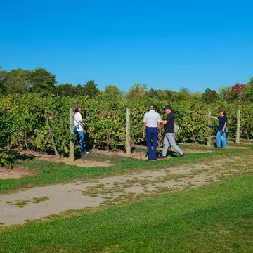 Inniskillin winery,Niagara on the lake,Ontario,Canada 2025-09-30 A few visitor checking and taking photo of grape trees, License Type: media, Download Time: 2025-12-05T00:11:47.000Z, User: catalinaaragon, Editorial: true, purchase_order: 56530 - Guidebooks, job: Global Publishing WIP, client: Canada 17, other: Lonely Planet
