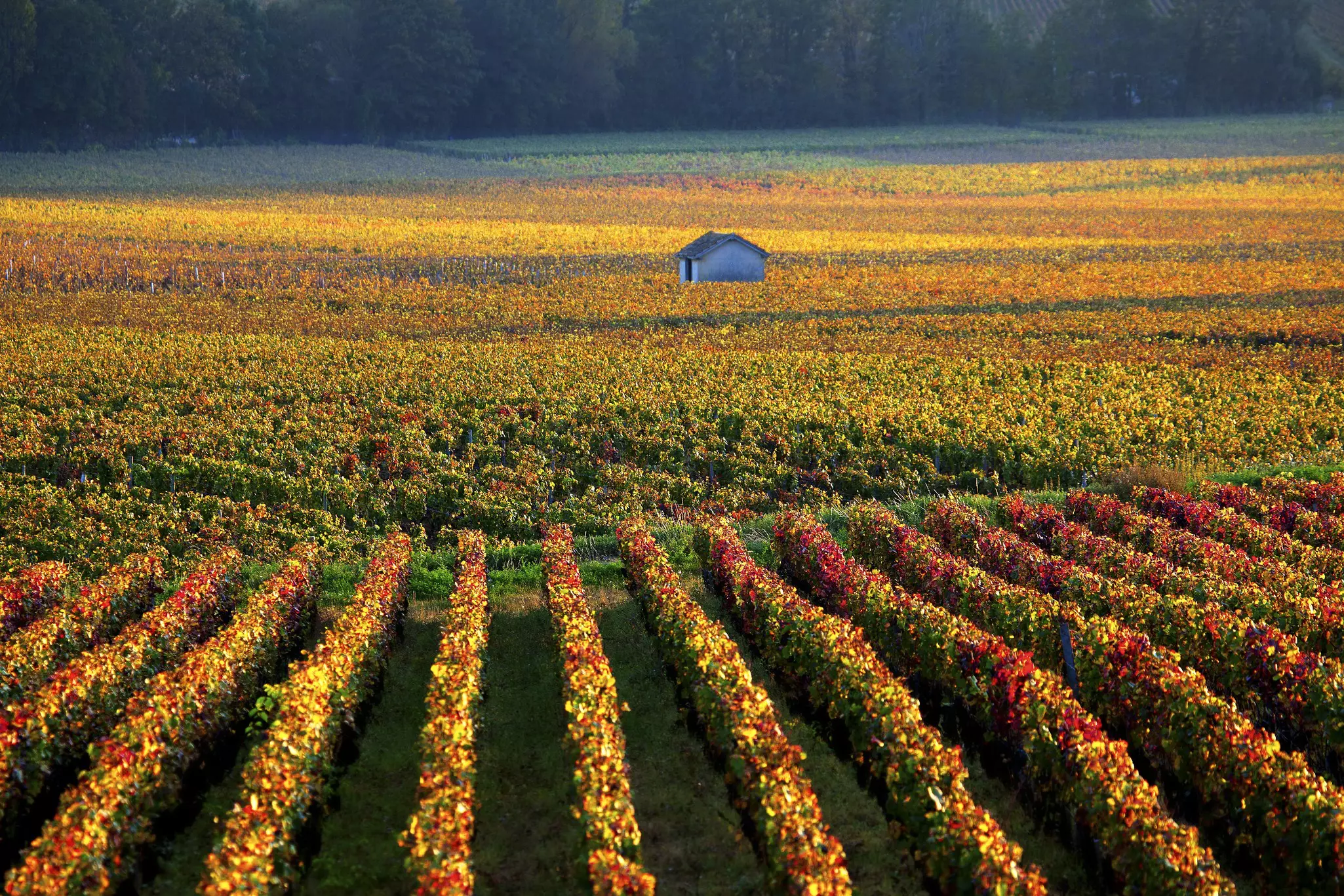 Neat rows of vines glowing golden in the fall sunshine. A small brick shelter stands among them.