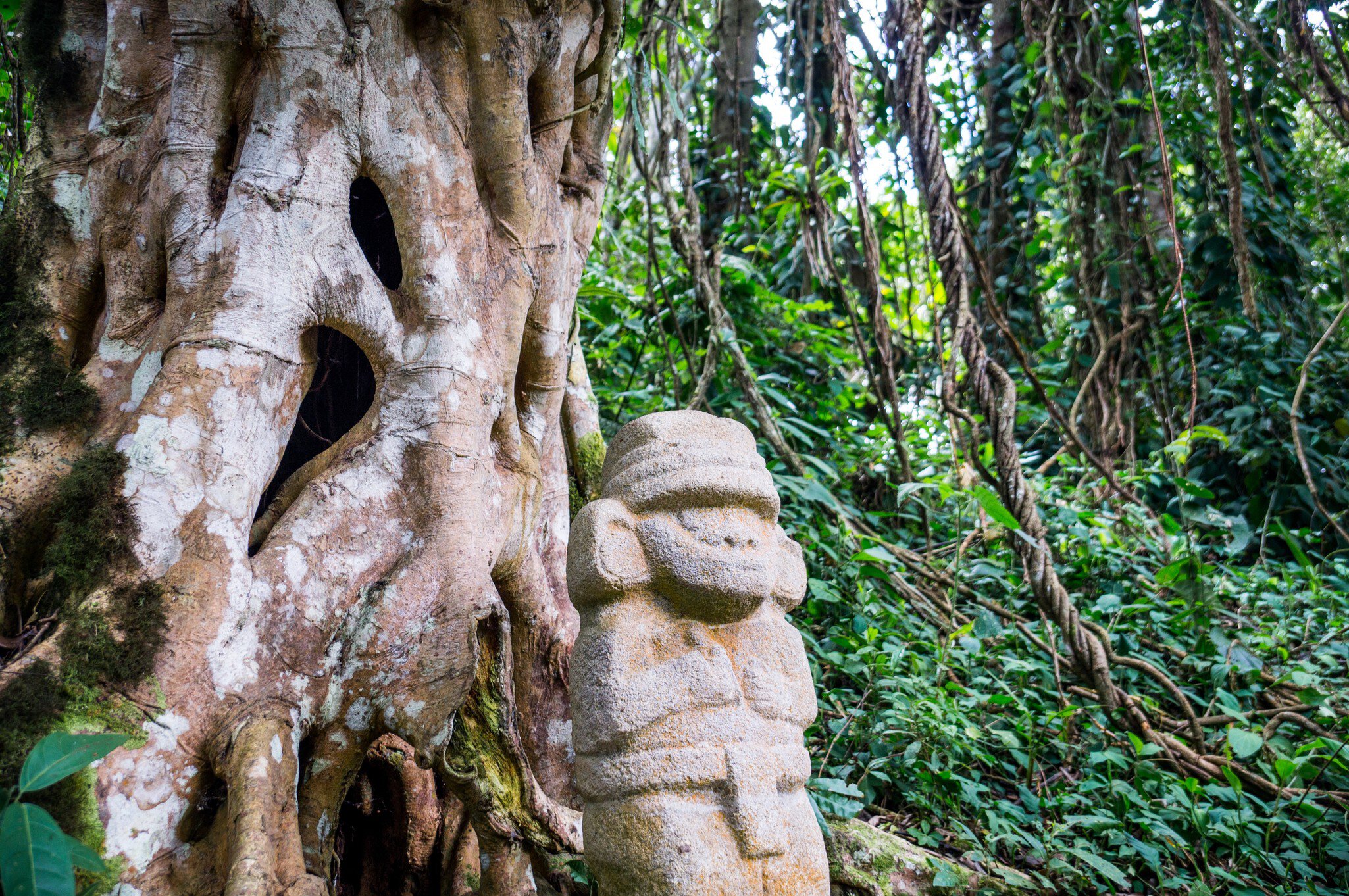A mysterious statue of a male person  stands in the rainforest next to an old tree with large roots. The statues of San Agustin, Colombia are a mystery to historians.  License Type: media  Download Time: 2023-07-19T14:30:27.000Z  User: hannahblackie10  Is Editorial: No  purchase_order: