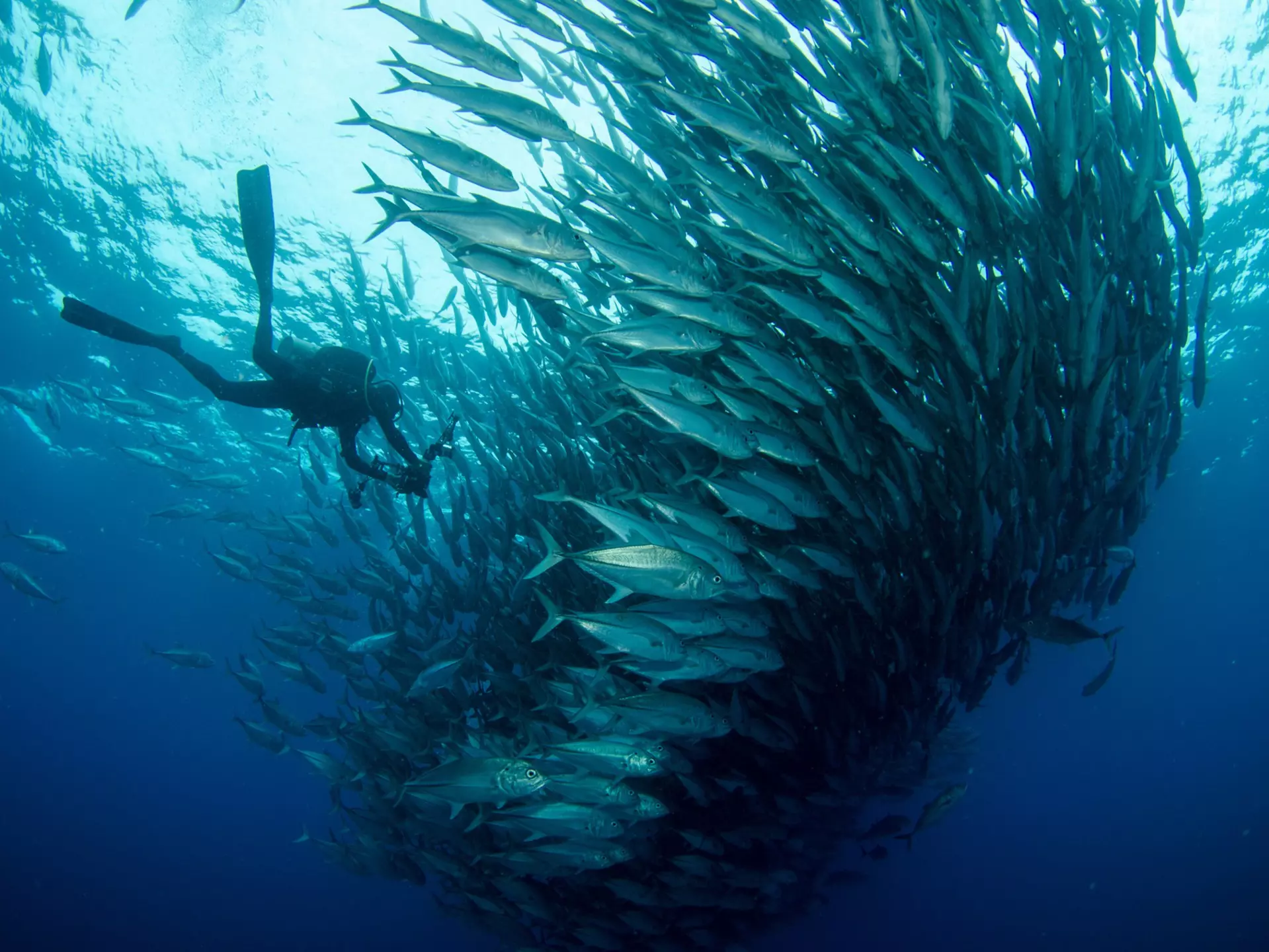 A diver swims into a
