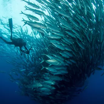 A diver swims into a