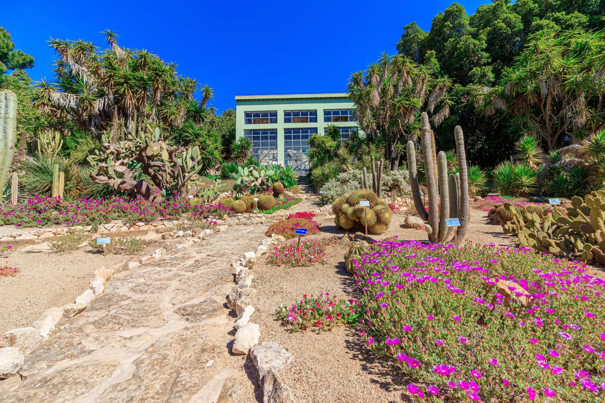 Paths weave between flower beds filled with cacti in a botanical garden.