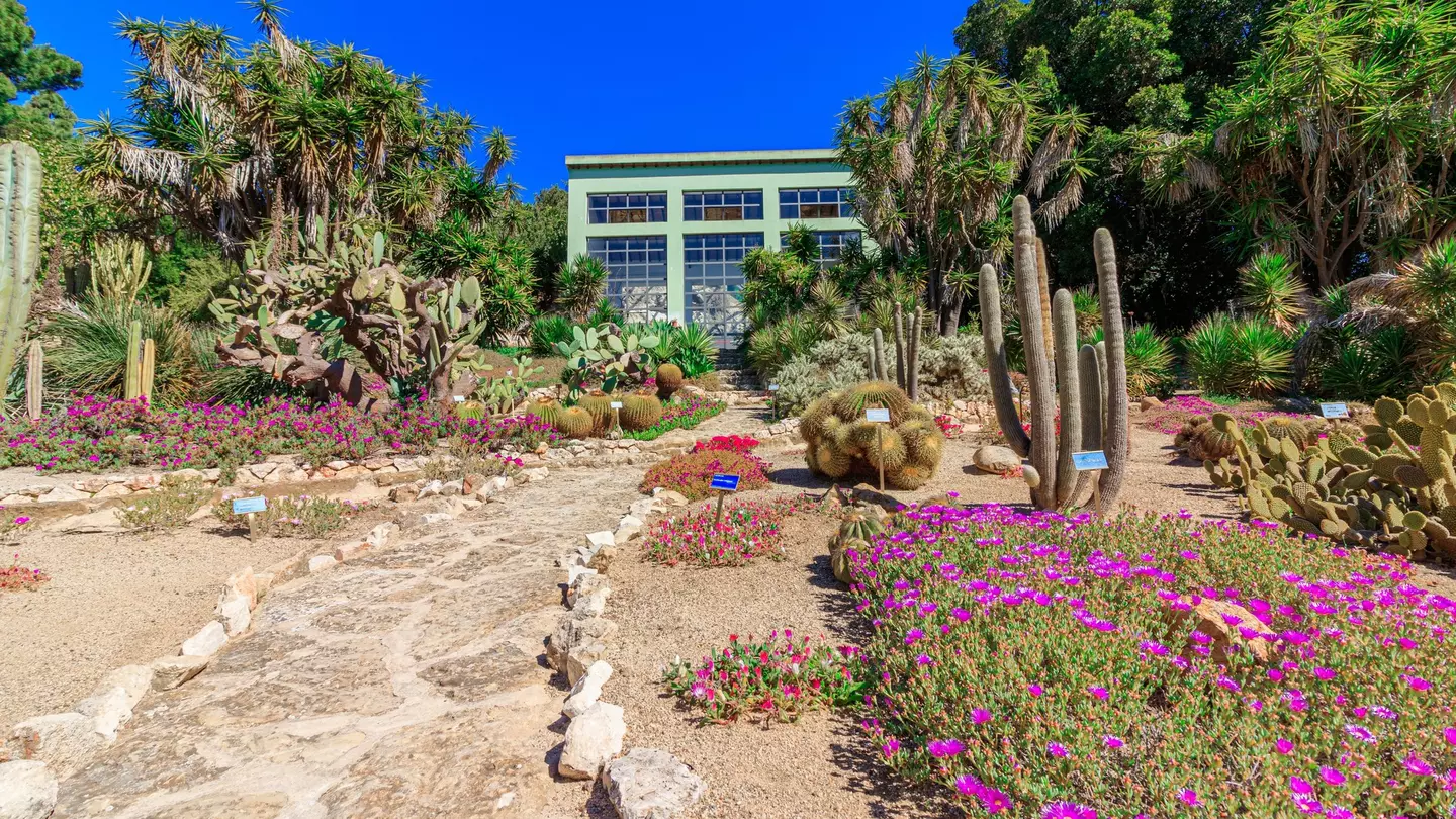 Paths weave between flower beds filled with cacti in a botanical garden.