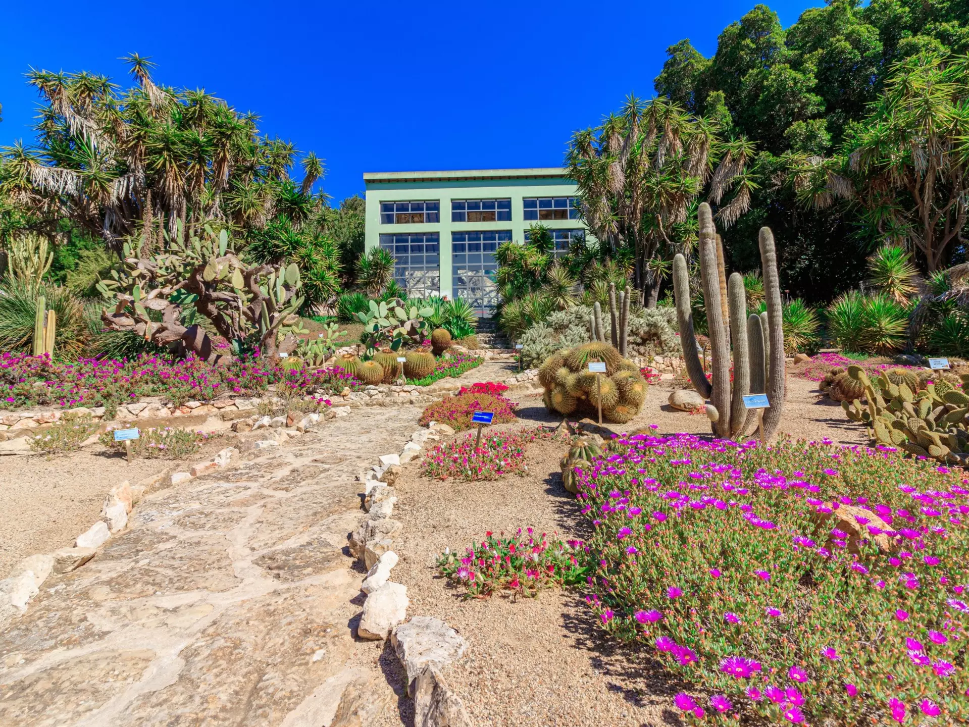 Paths weave between flower beds filled with cacti in a botanical garden.