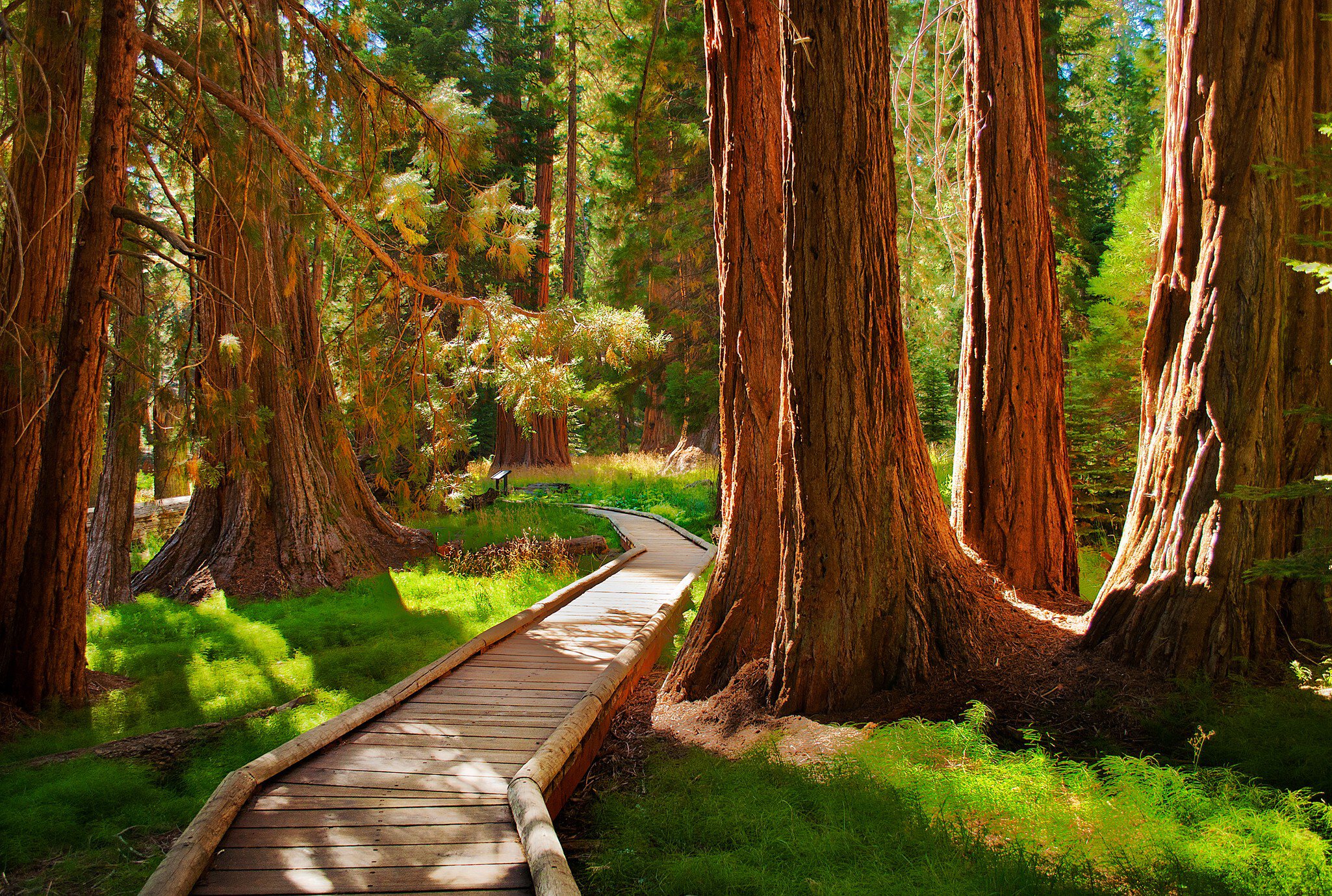 Sequoia National Park, California
