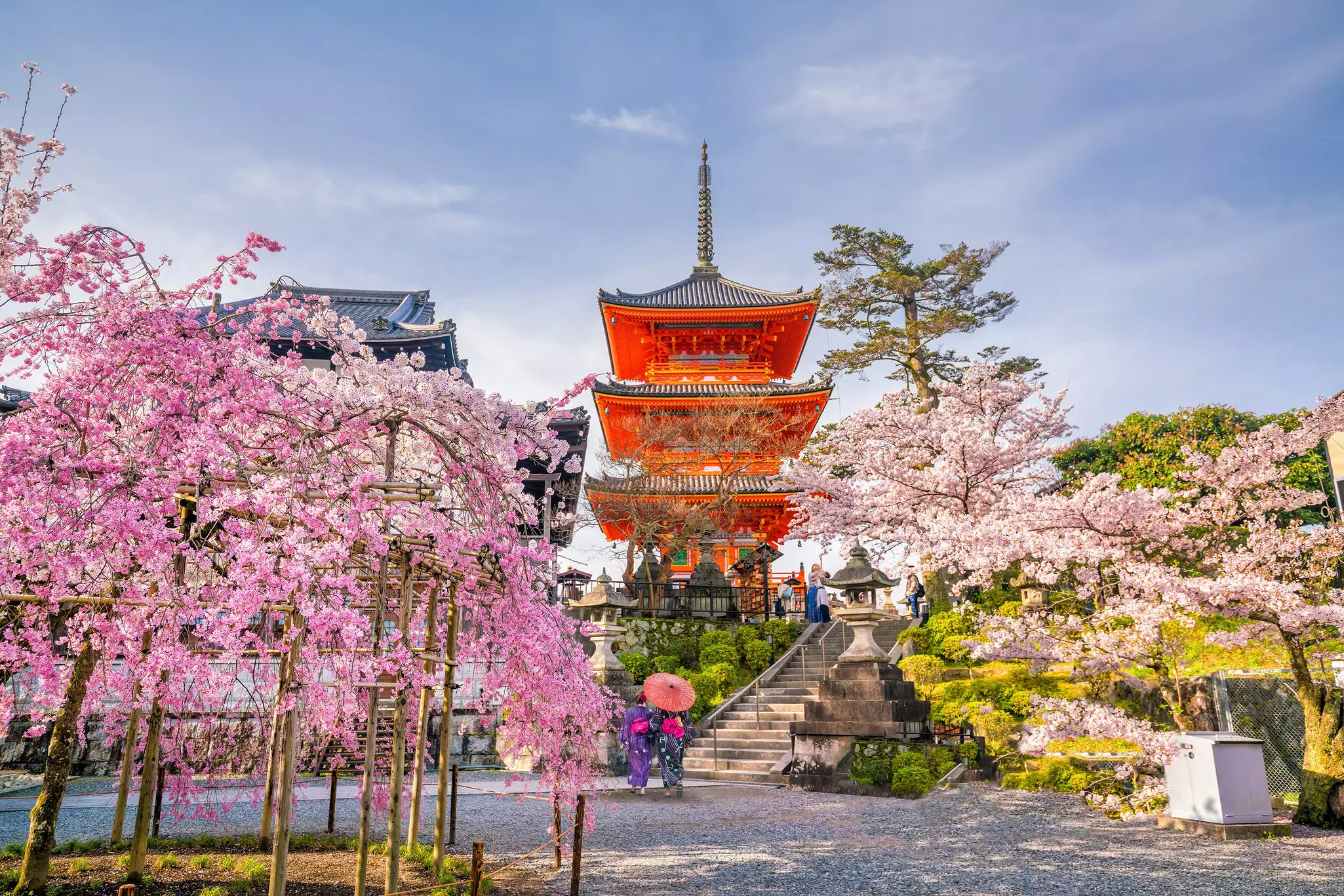 Cherry blossoms surrounding Kiyomizu-dera.
