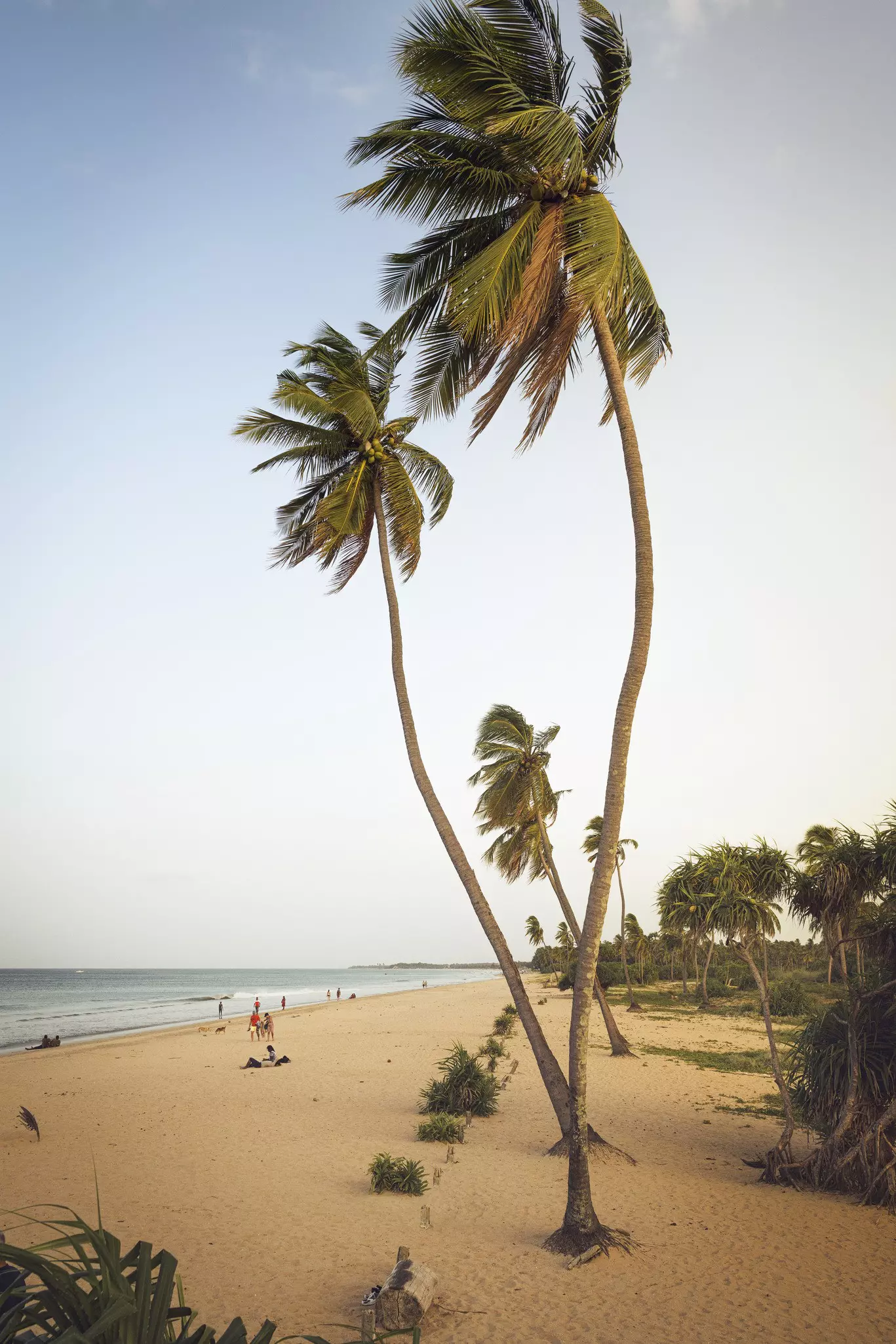 Skinny palm trees grow at the edge of a long beach with golden sand in Sri Lanka.