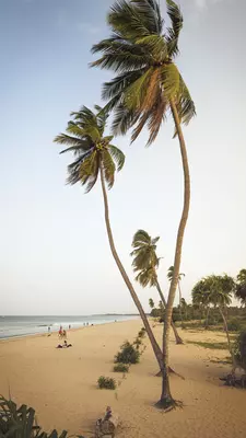 A gold-sand beach nearly empty of people but lined with palm trees