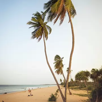 Skinny palm trees grow at the edge of a long beach with golden sand in Sri Lanka.