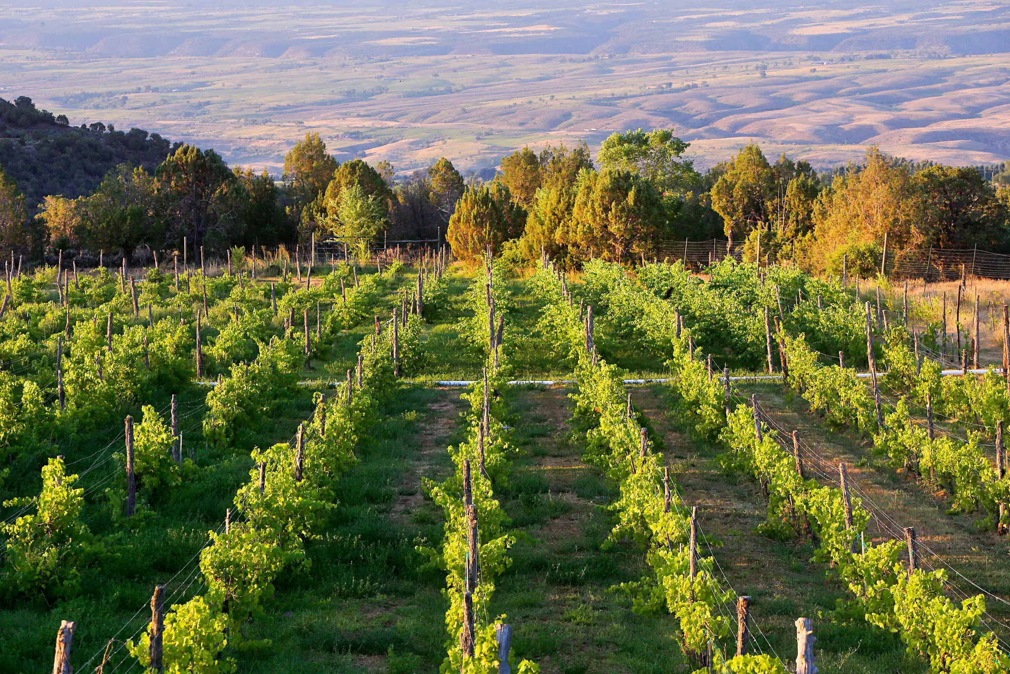 Rows of green vines in a hilly region.