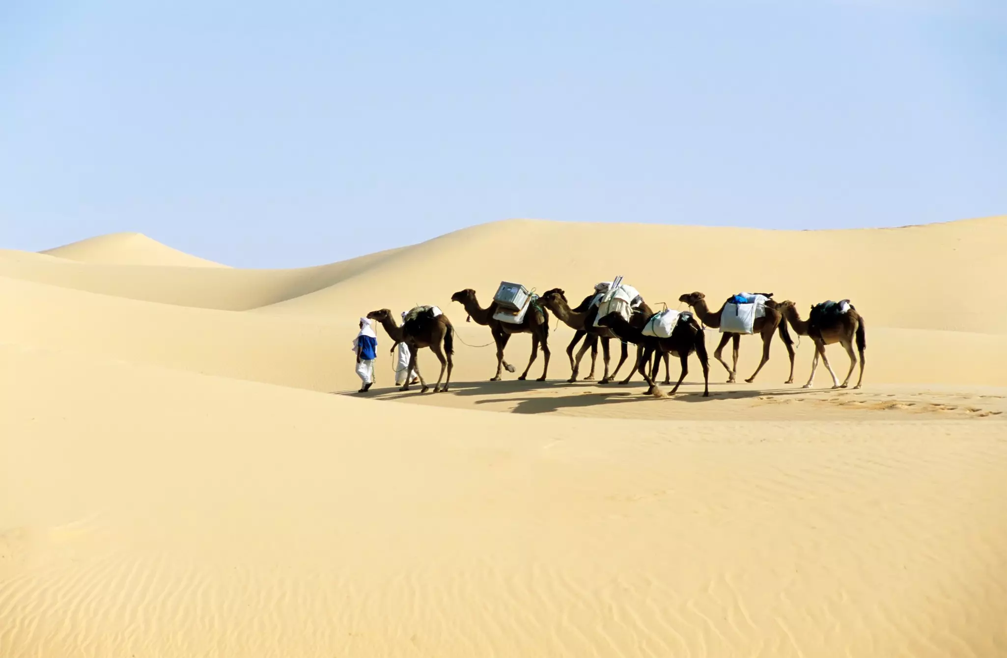 Camel caravan going through the sand dunes in the Sahara Desert in Algeria.