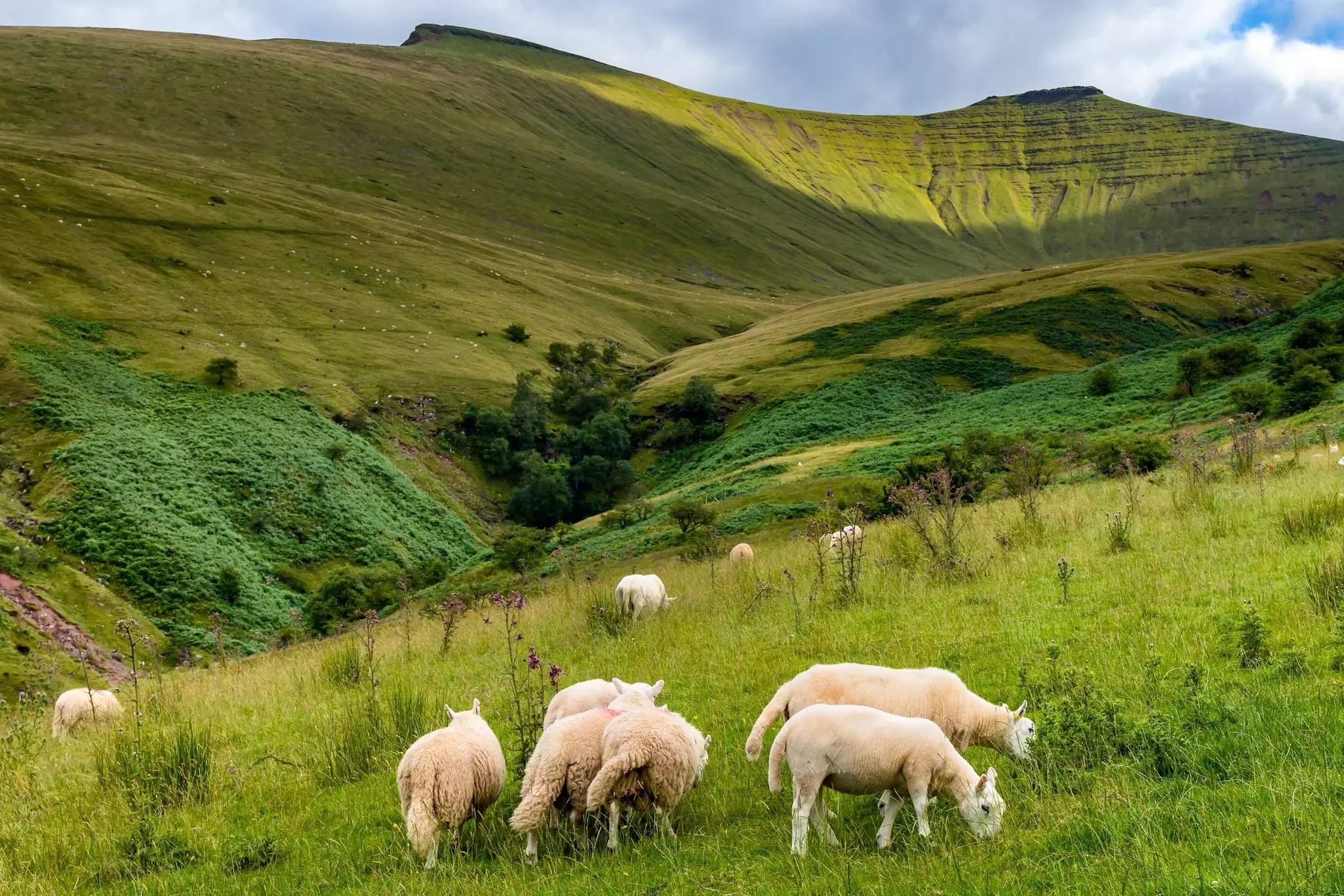 Sheep graze on a moor, with a valley and rolling green hills visible beyond.