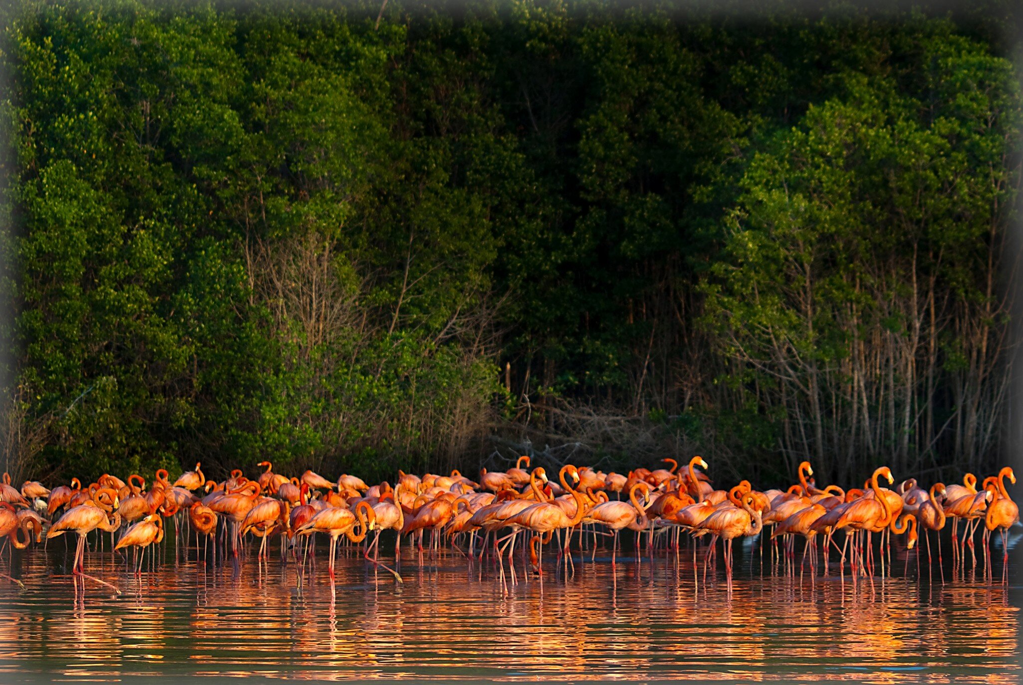 Flamingos