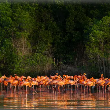 Flamingos