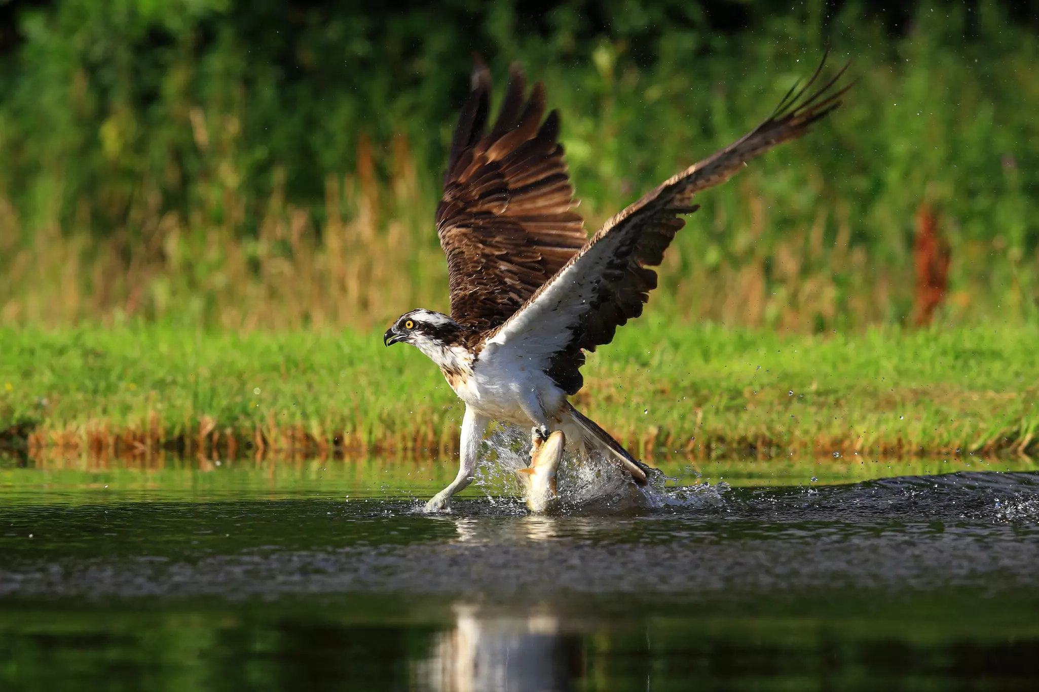 A sea eagle fishing on a Scottish loch.