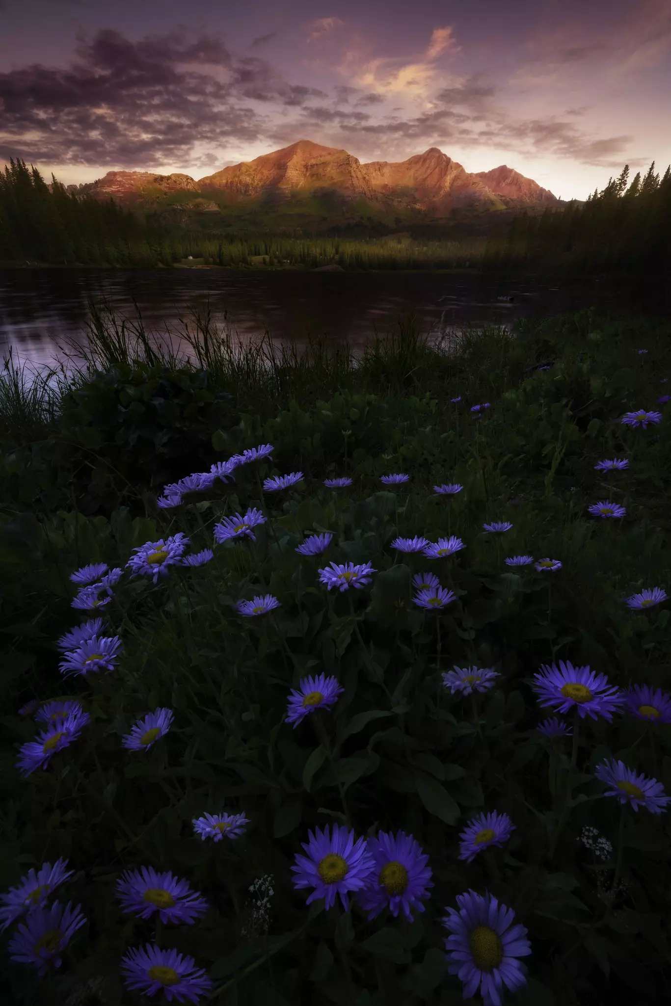 Gorgeous Colorado Rocky Mountain sunrise at Lake Irwin featuring bluish purple wildflowers on the shore