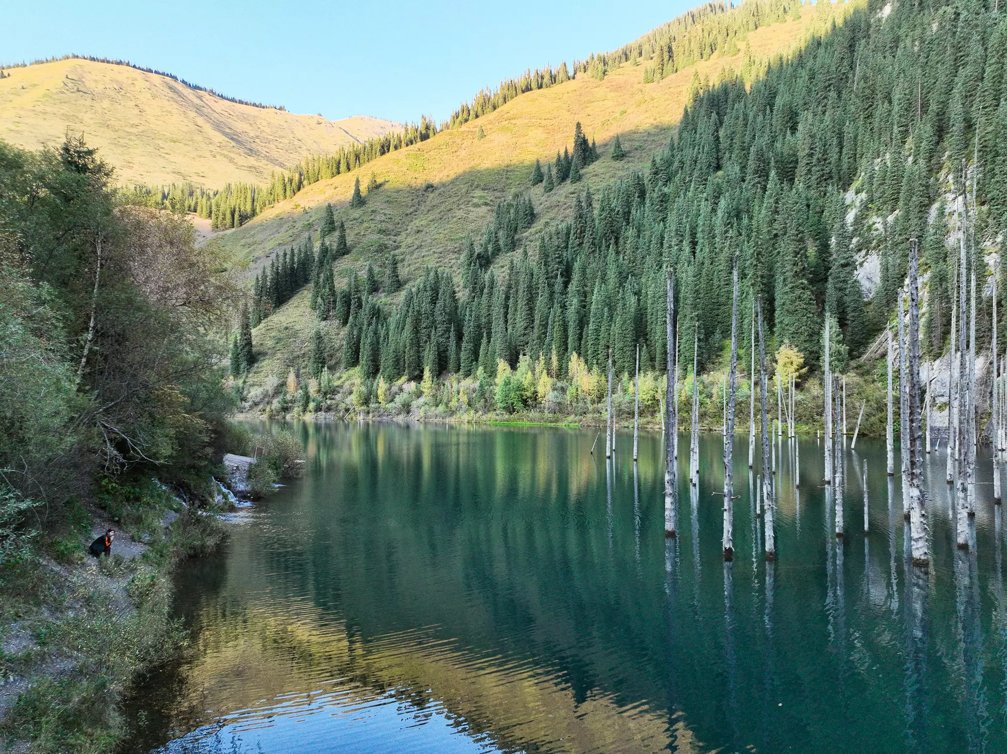 A small figure by a green lake with white-barked trees growing in it.