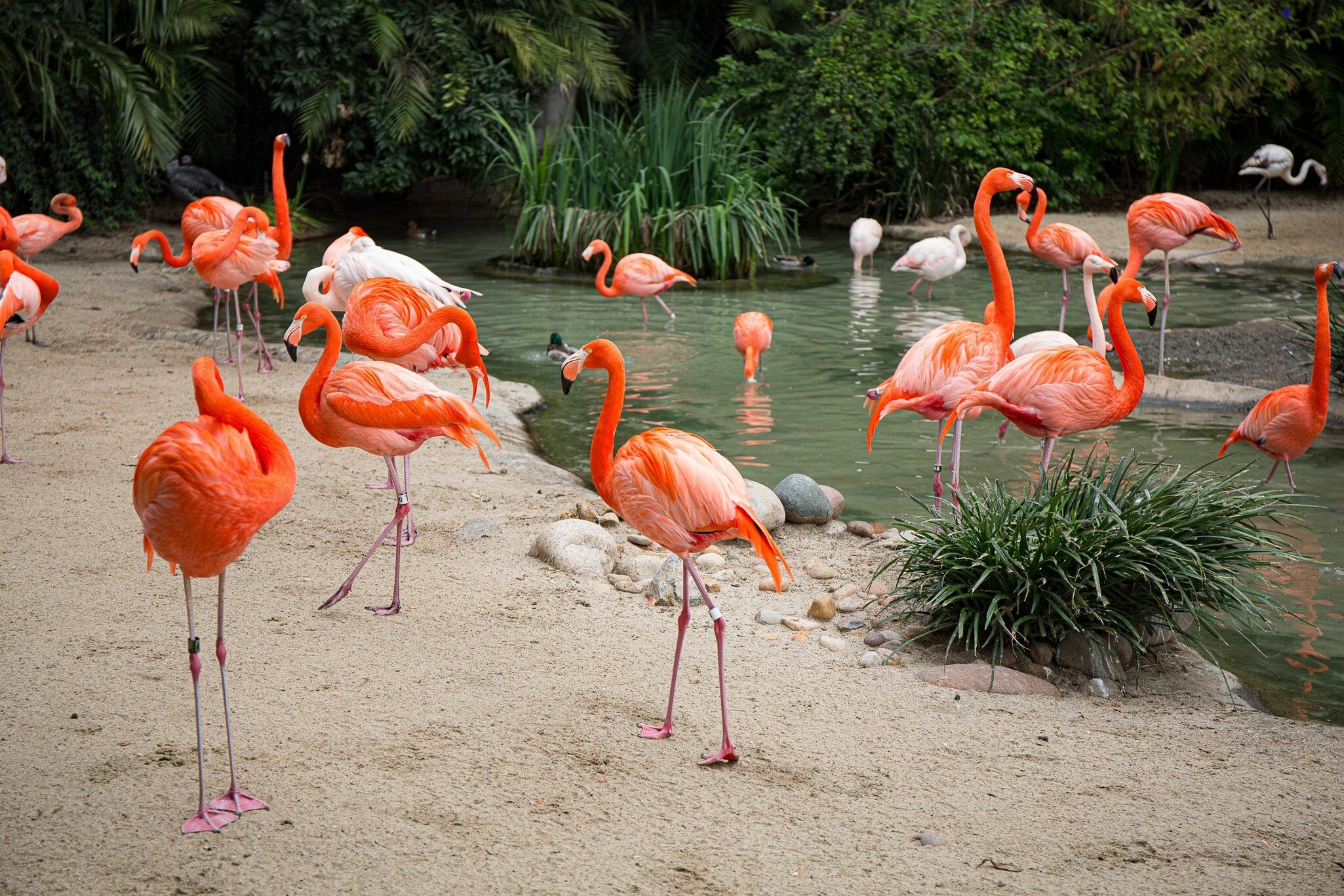 Pink flamingos in San Diego zoo, License Type: media, Download Time: 2025-08-28T14:33:48.000Z, User: catalinaaragon, Editorial: false, purchase_order: 56530 - Guidebooks, job: Global Publishing WIP, client: Western USA 7, other: CA