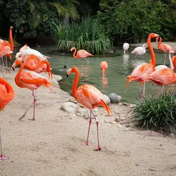 Pink flamingos in San Diego zoo, License Type: media, Download Time: 2025-08-28T14:33:48.000Z, User: catalinaaragon, Editorial: false, purchase_order: 56530 - Guidebooks, job: Global Publishing WIP, client: Western USA 7, other: CA