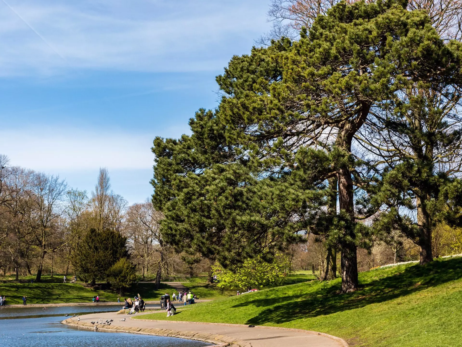 Trees Growing On Landscape