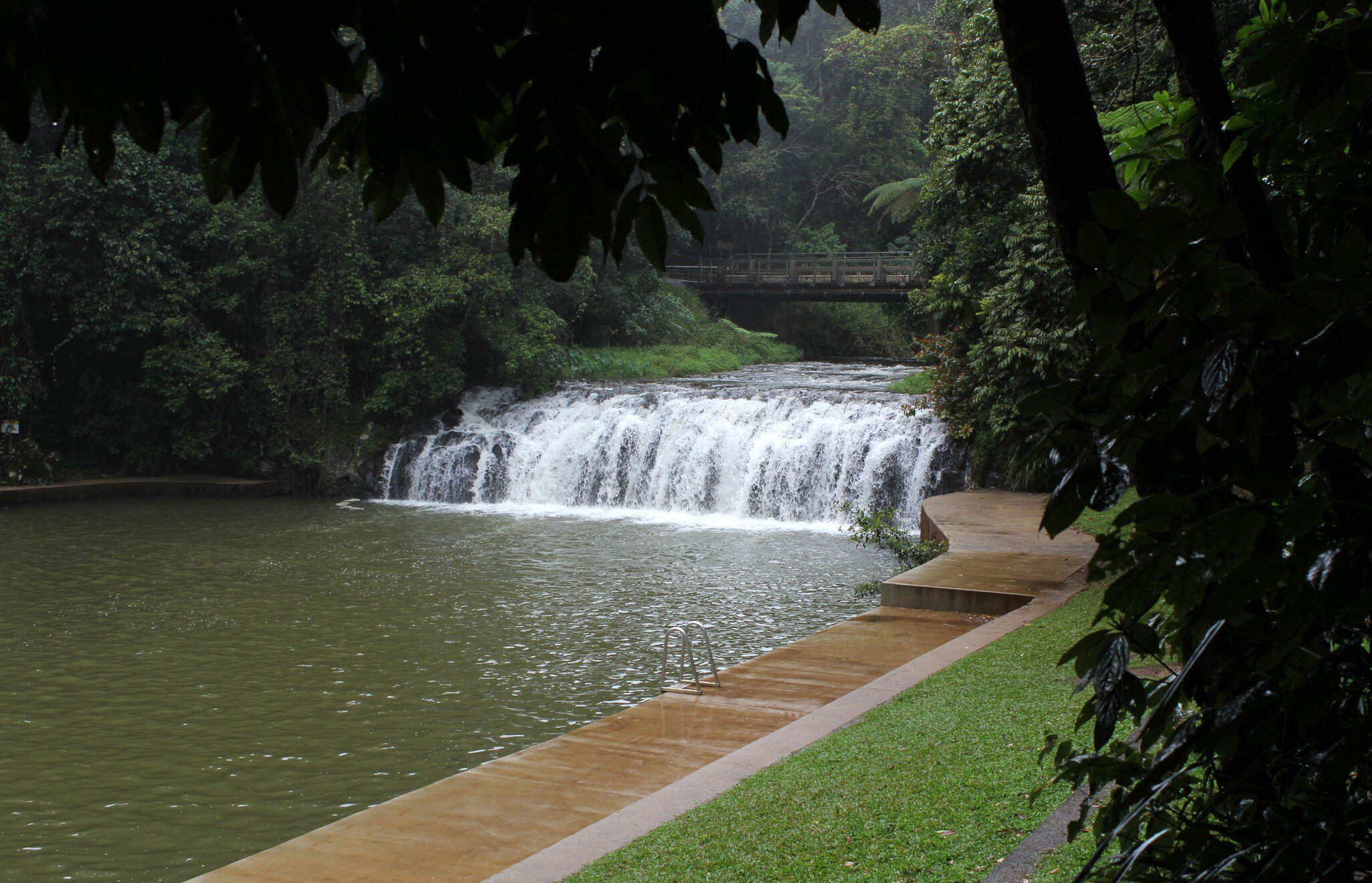 Malanda Falls waterfall framed by a tree in Far North Queensland, Australia.
