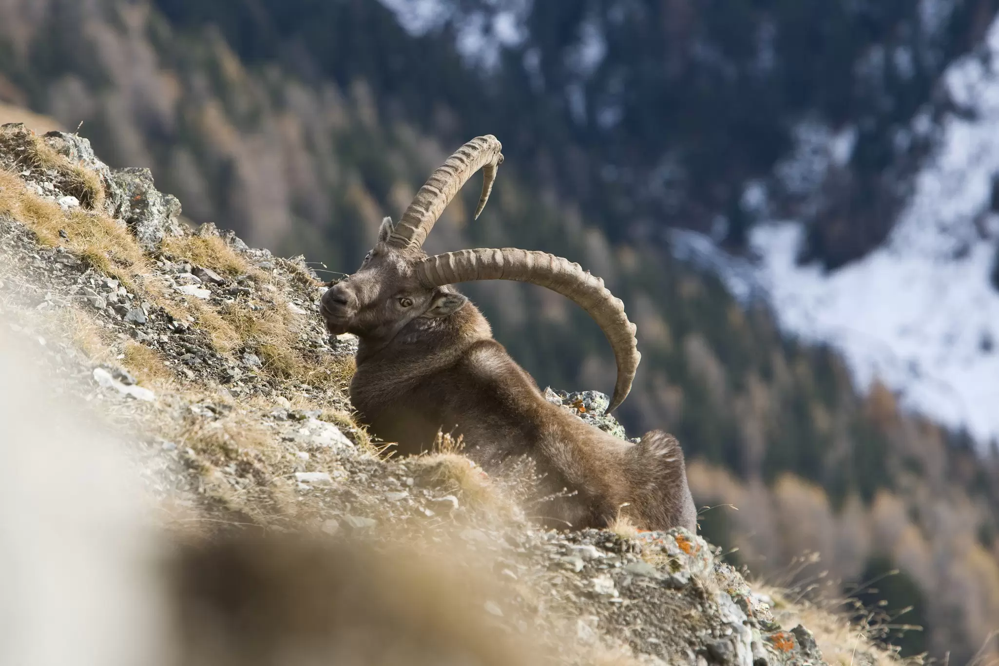 Curve-horned ibex in Swiss National Park