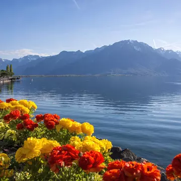 view of the Alps, Geneva lake and Montreux cityscape with colorful flowers in foreground on a sunny summer day, Canton of Vaud, Switzerland, License Type: media, Download Time: 2025-12-03T18:59:06.000Z, User: fabricencoredesign31, Editorial: false, purchase_order: 56530 - Guidebooks, job: Global Publishing-WIP, client: Experience Switzerland 1, other: Fabrice Robin