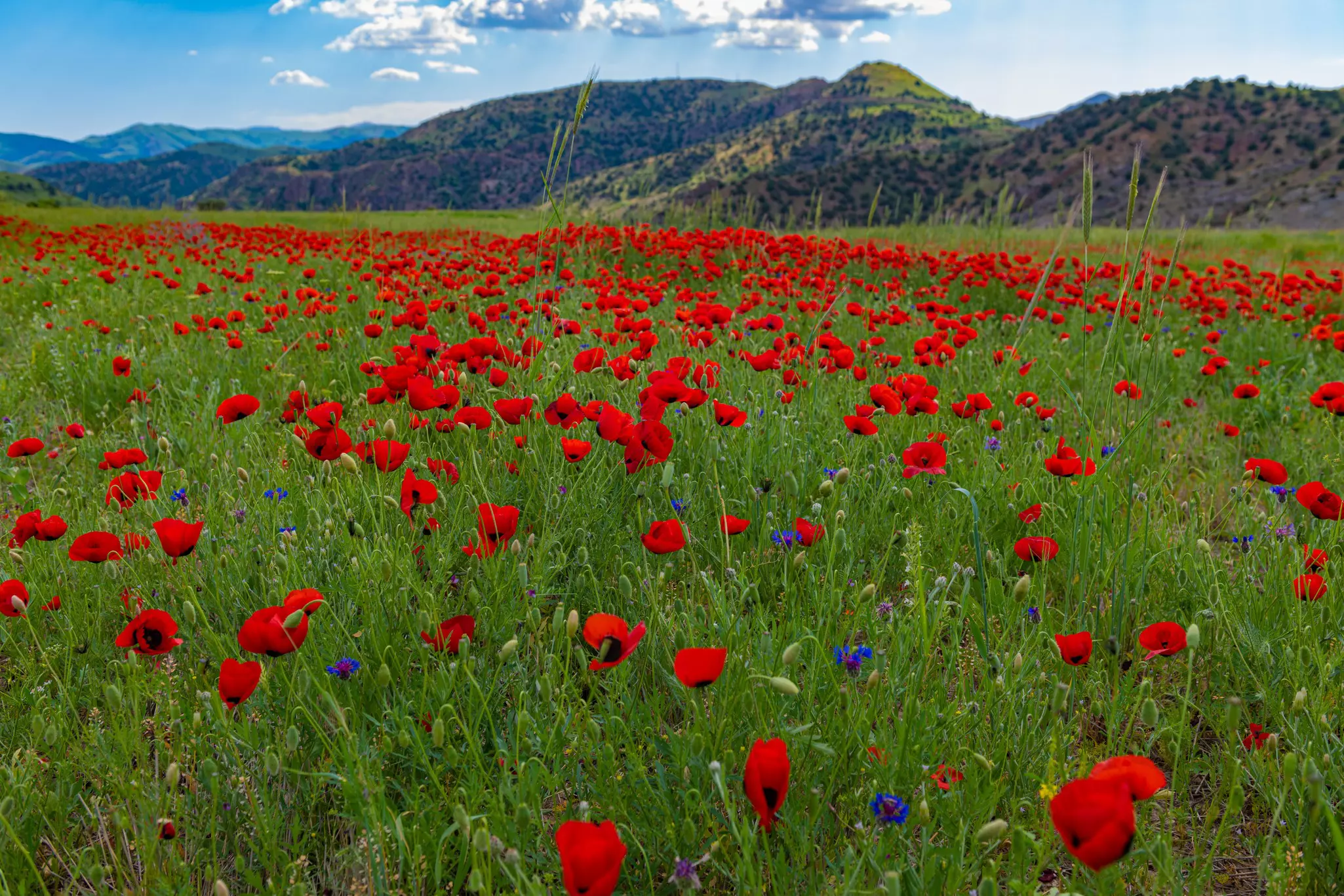 A poppy field with mountains in the distance near Jermuk, Vayots Dzor Region, Armenia