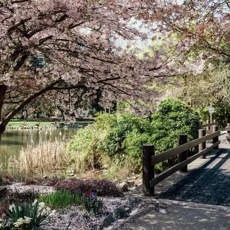 BC, Cherry blossoms, Richmond