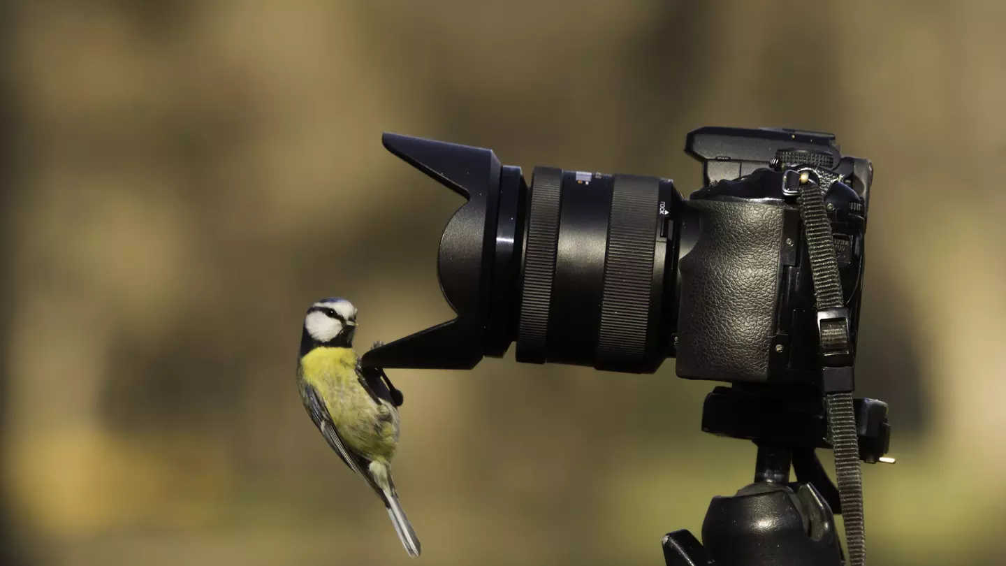A curious blue tit perched on a lens hood and looking into an SLR camera lens.