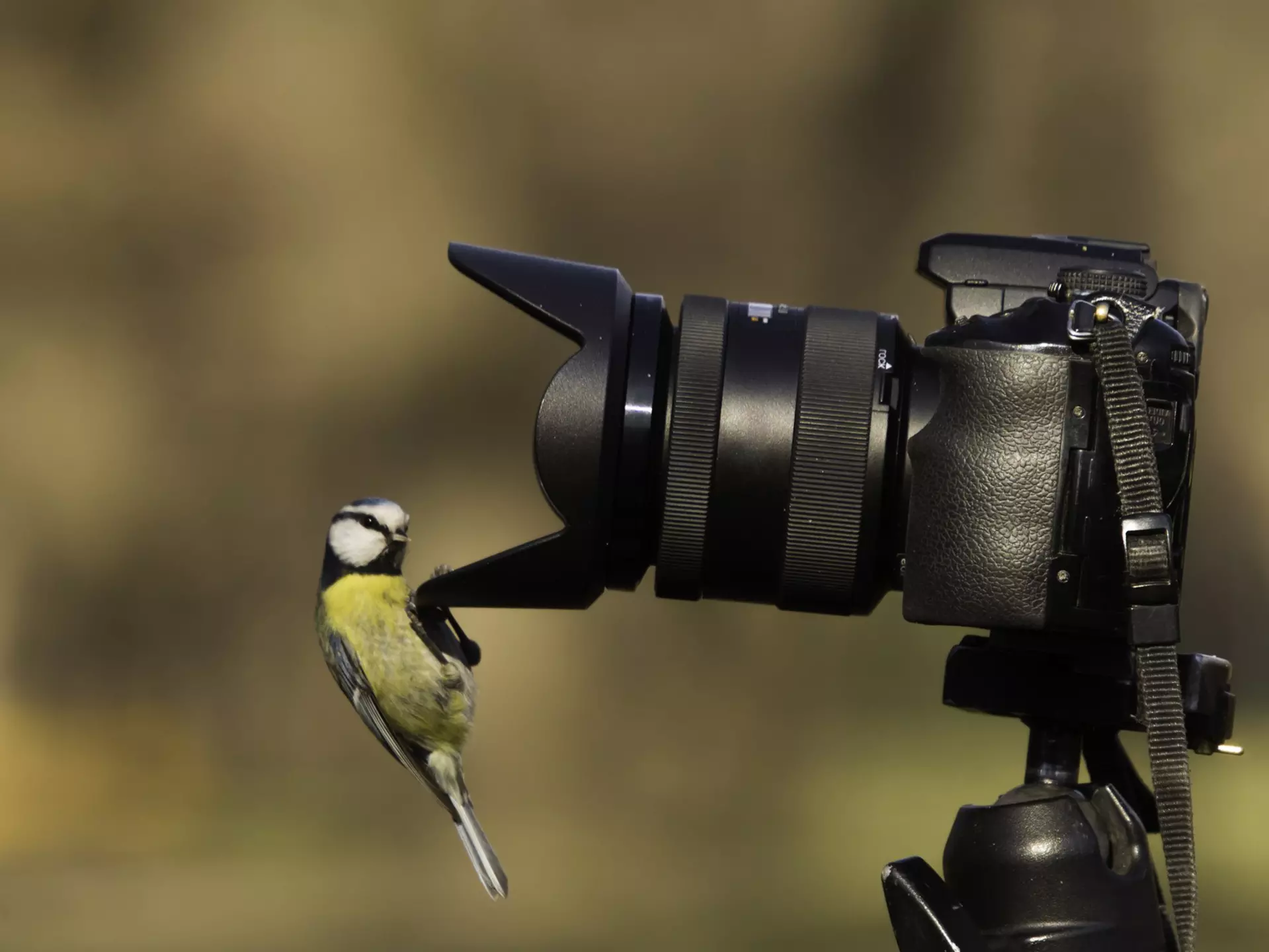 A curious blue tit perched on a lens hood and looking into an SLR camera lens.