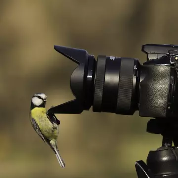 A curious blue tit perched on a lens hood and looking into an SLR camera lens.