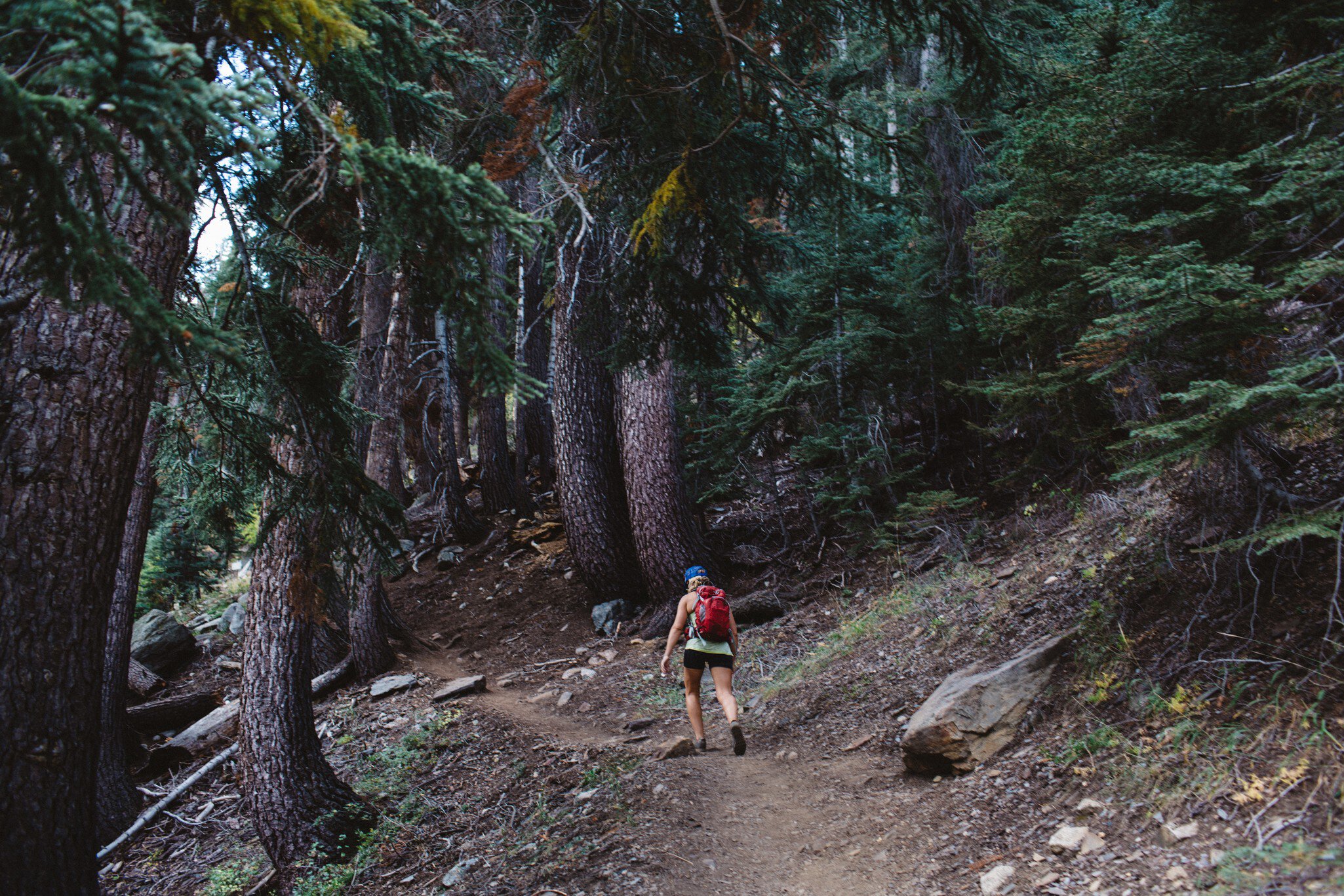 A hiker on a dirt path through a forest.
