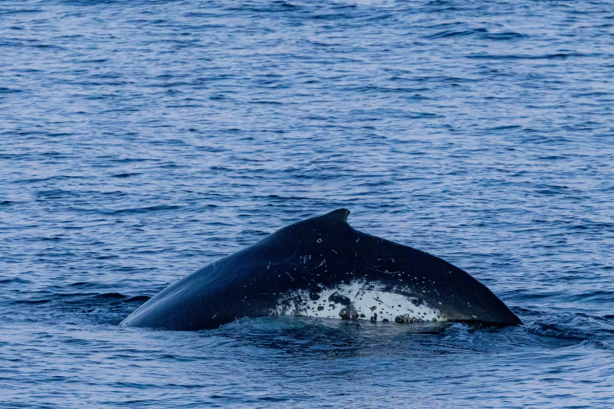 A whale's fin emerges from the ocean.