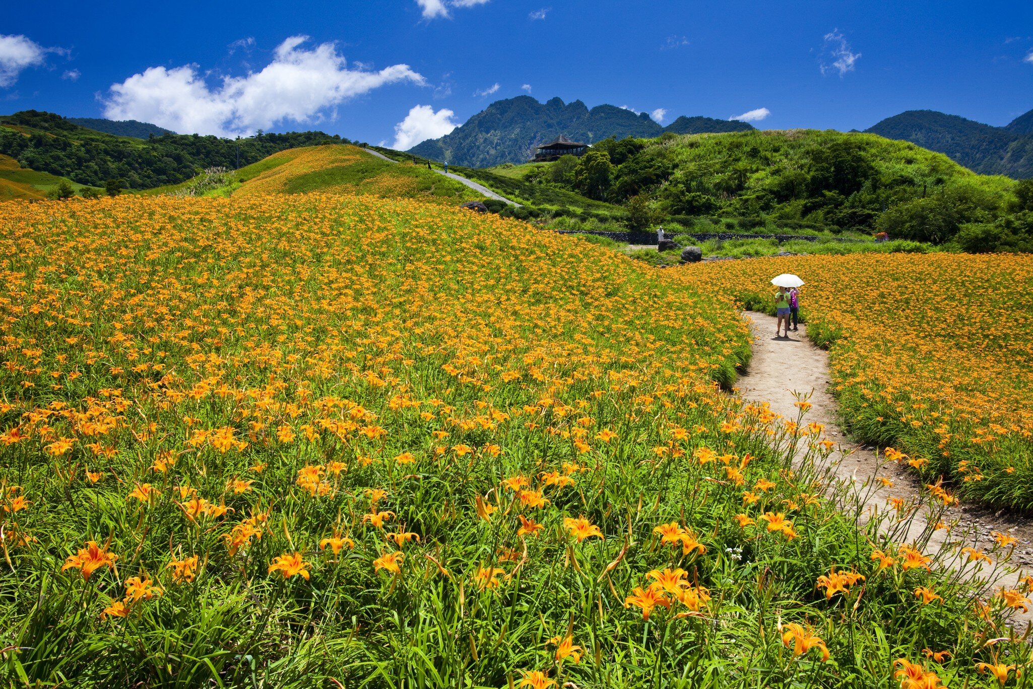 Hills covered in yellow lilies in Hualien county in eastern Taiwan.
