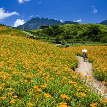 Hills covered in yellow lilies in Hualien county in eastern Taiwan.