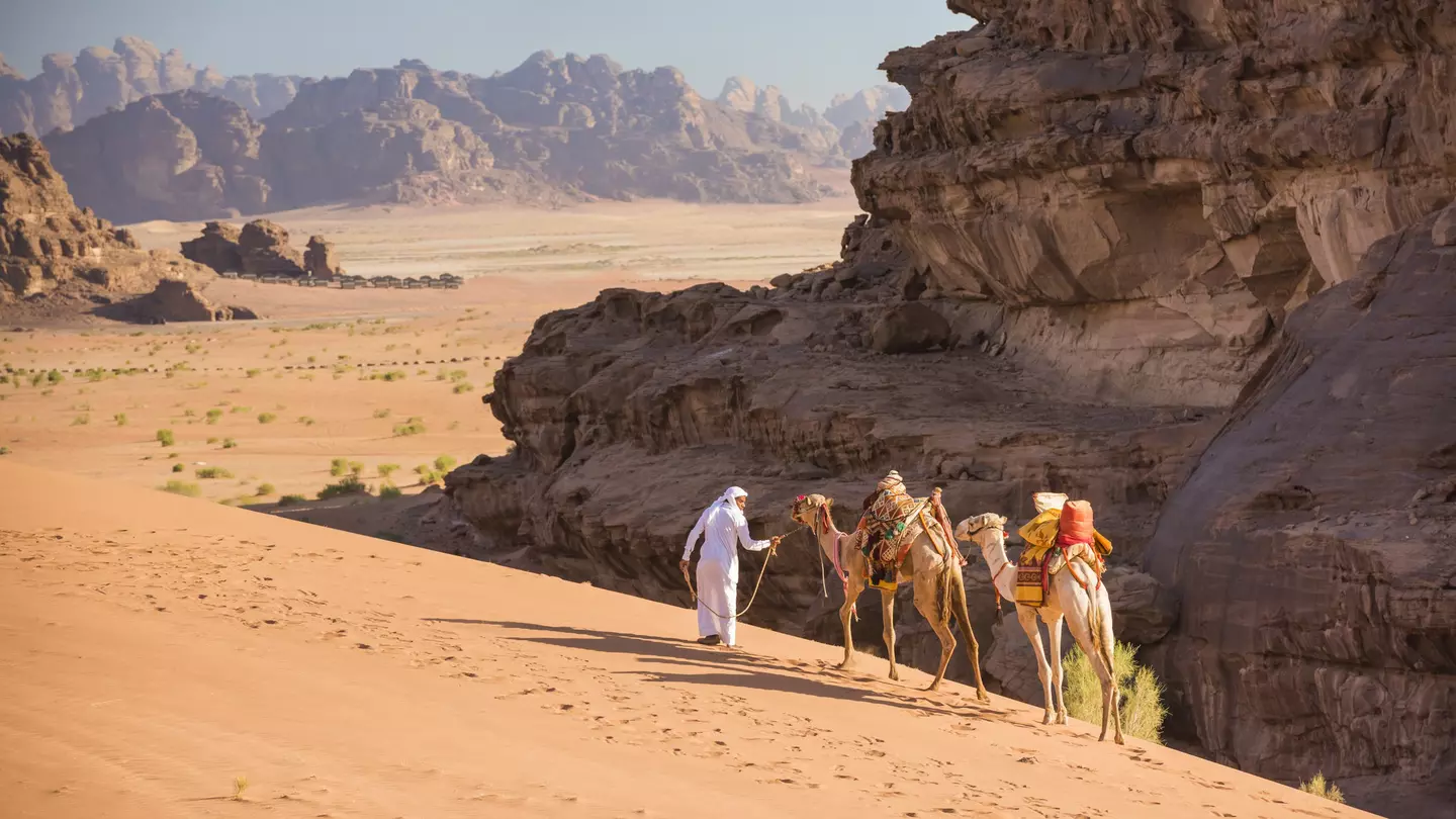 A Bedouin guide leads his two dromedary.camels over the tall dunes of Wadi Rum