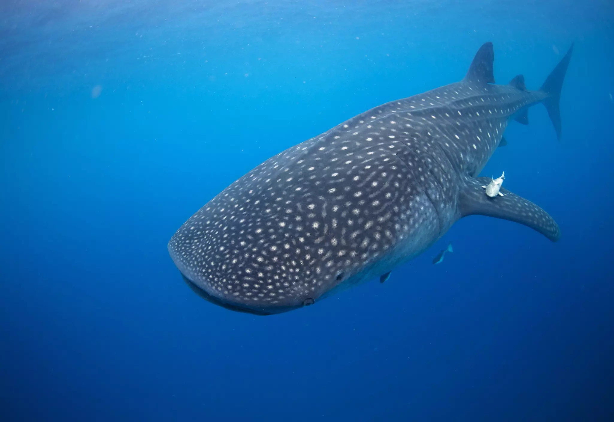 If you want to go swimming with whale sharks head here between June and September. Liquid Productions, LLC/Shutterstock