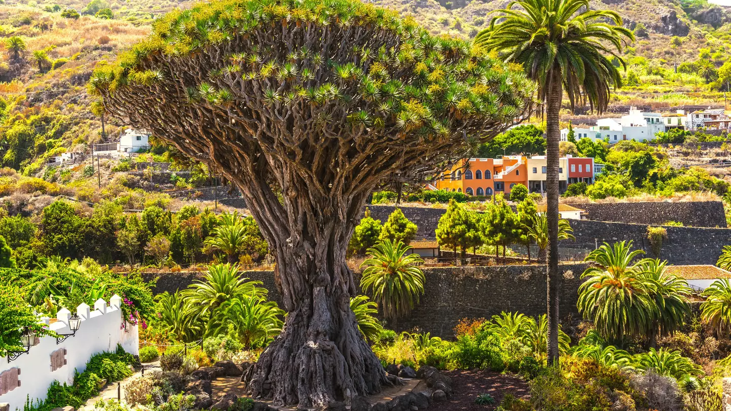 Millennial Drago tree at Icod de los Vinos, Tenerife