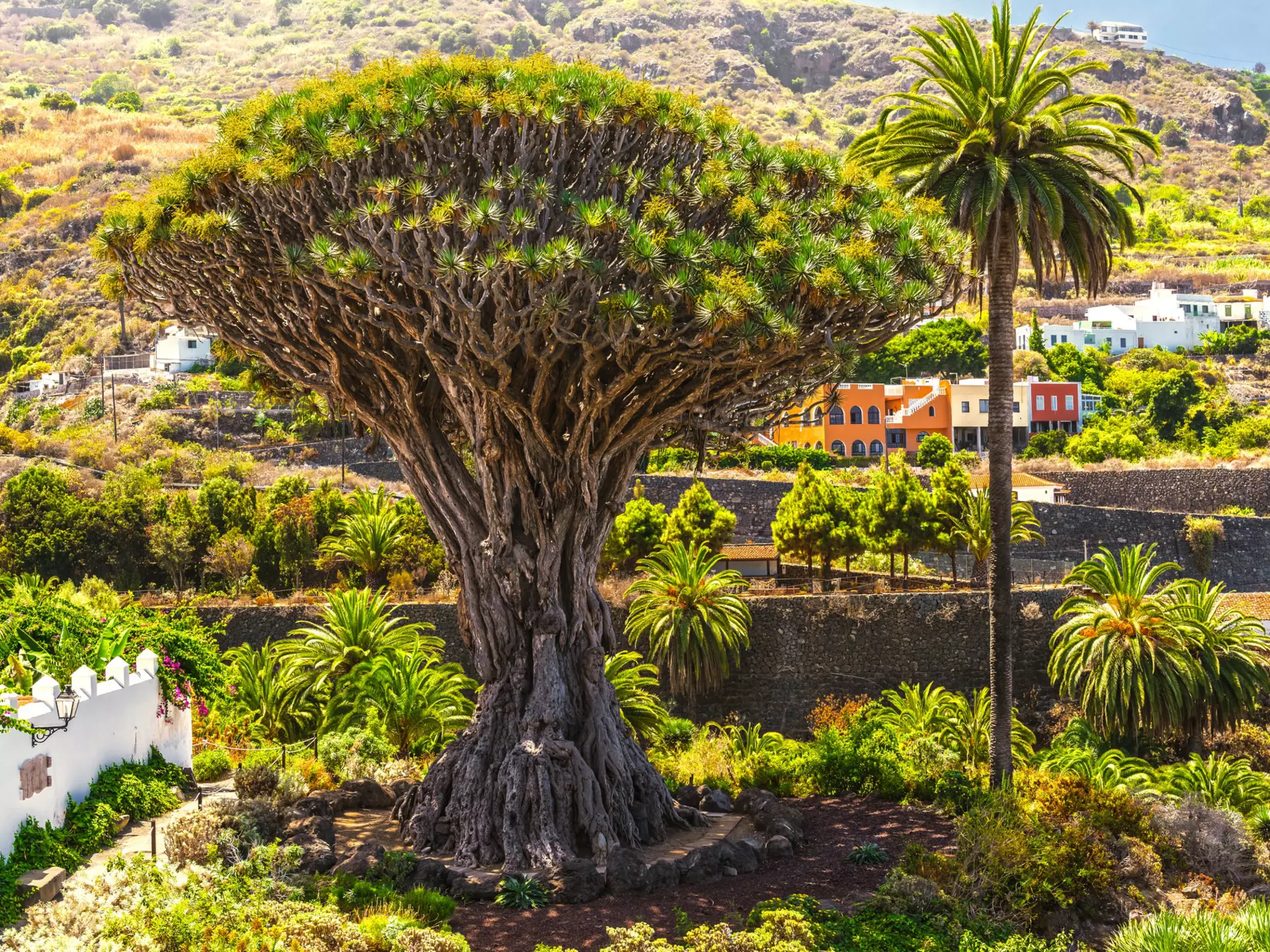Millennial Drago tree at Icod de los Vinos, Tenerife
